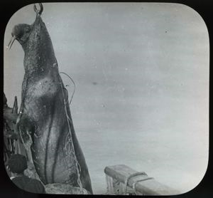 Image of Pulling Walrus on Deck, North Greenland